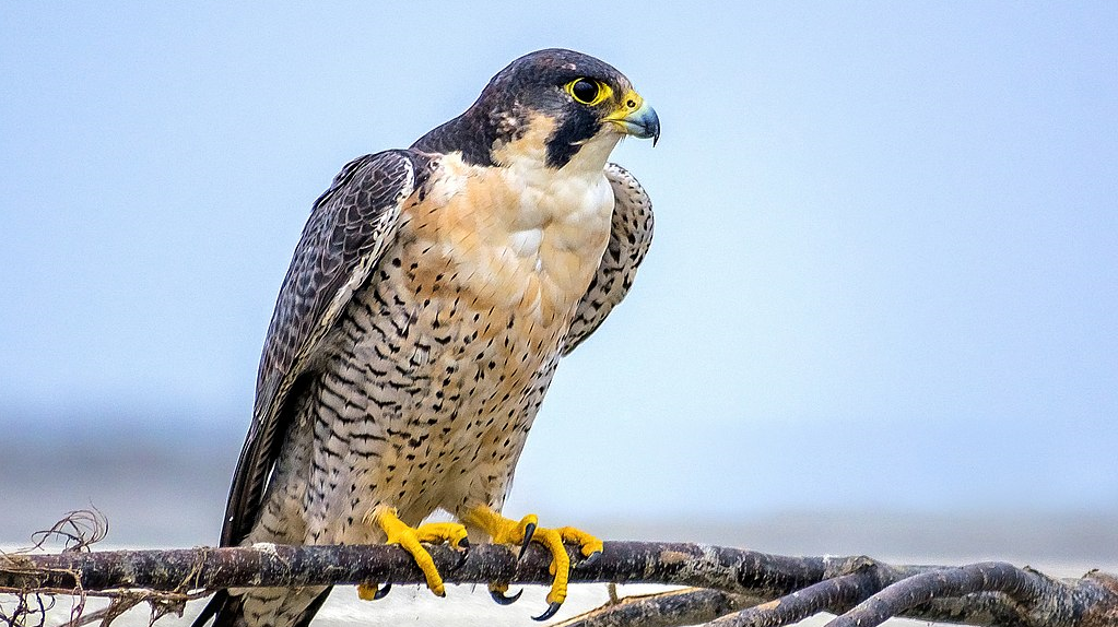 Peregrine